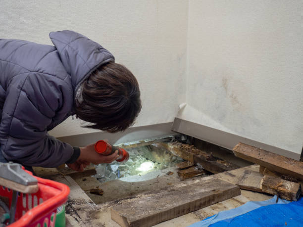 Best Water Damage & Mold Remediation  in Oracle, AZ