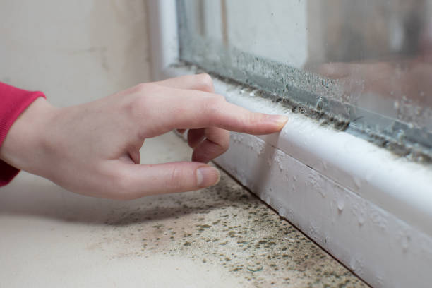 Environmental Consulting for Mold Prevention in Oracle, AZ